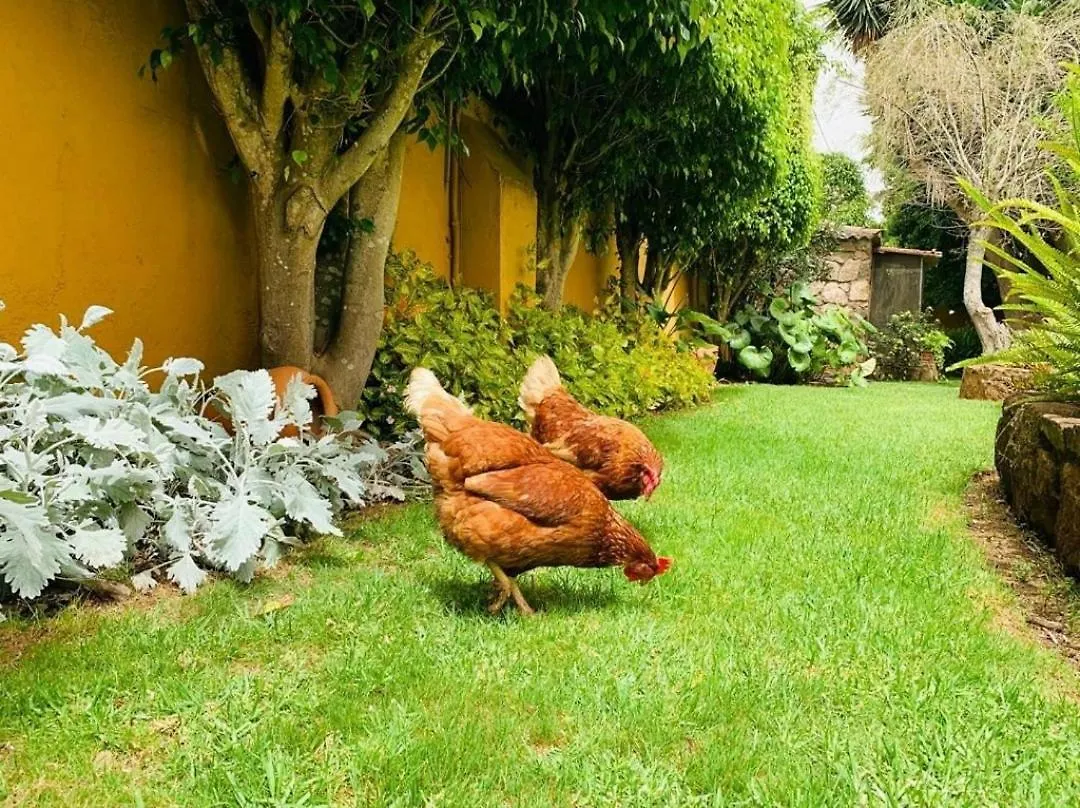 Finca El Trazo Tacoronte 0*,