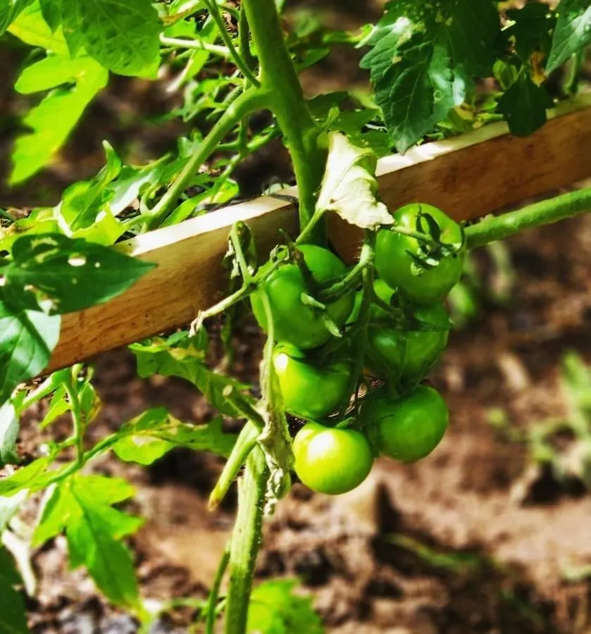 Finca El Trazo Tacoronte 0*,